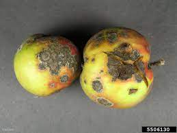 Apple Scab Diseases