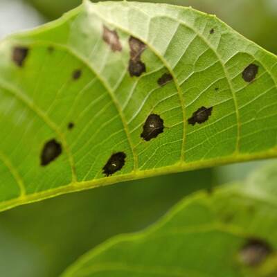 black spots on plant leaves